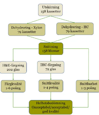 Figur  2:  Flödesschema  över  studiedesignen. 