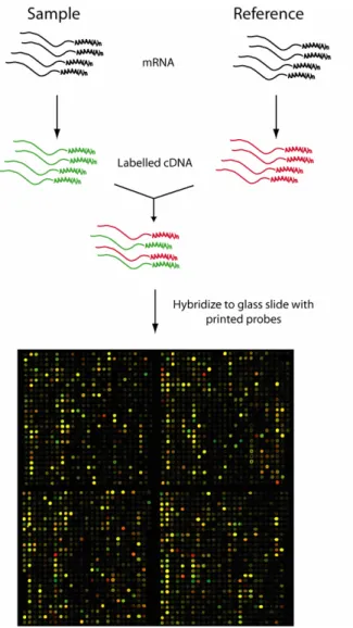 Figure 3. Expression profiling by cDNA microarray analysis (microarray image  kindly provided by Johan Lindberg)