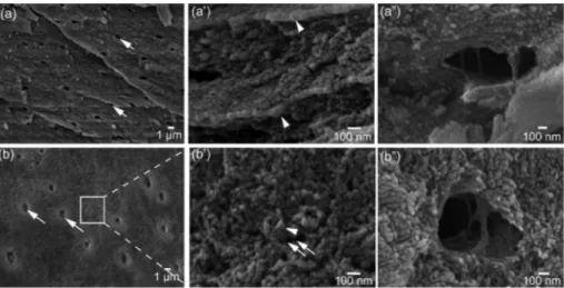 Fig. 1 Field emission gun scanning electron microscope images of hydrogen peroxide-treated brachiopod shells