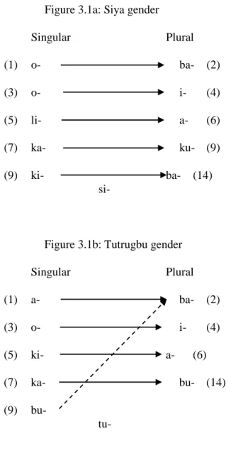 Figure 3.1b: Tutrugbu gender 
