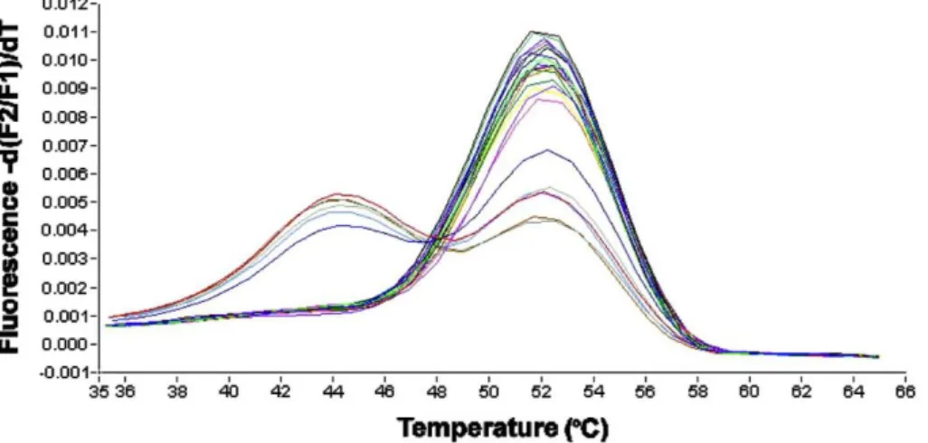 Figur 3. Smältkurveanalys. Negativ derivata av fluorescensnivån på smälttopparna (-dF/dT) (y-axeln) vid olika  Tm (x-axeln) (38)