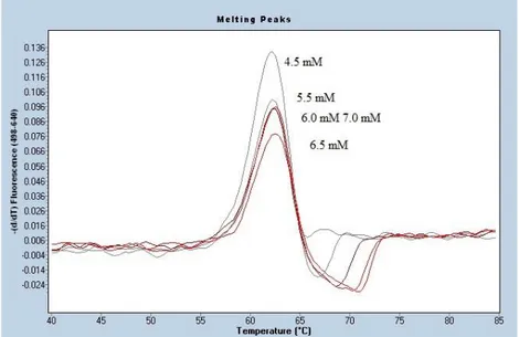 Figur 8. Smältkurvor för samtliga koncentrationer MgCl 2  (4.5-7.0 mM) som analyserats på genotyp LCT-13910  T/T