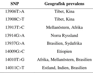 Tabell  1.  Några  av  de  SNP  som  i  litteraturen  har  kopplats  till  bibehållen  laktasaktivitet  och  deras  förekomst  geografiskt, nödvändigtvis inte exklusivt till dessa regioner