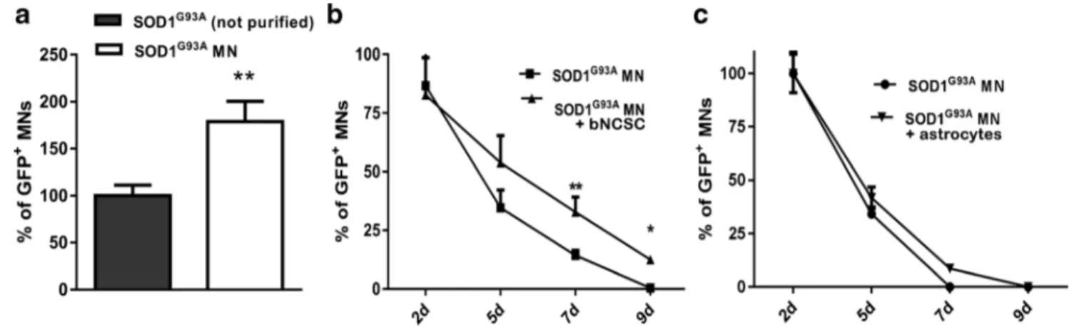 Fig. 2 Increased survival of SOD1 G93A MNs in vitro by removal of SOD1 G93A astrocytes and addition of bNCSC