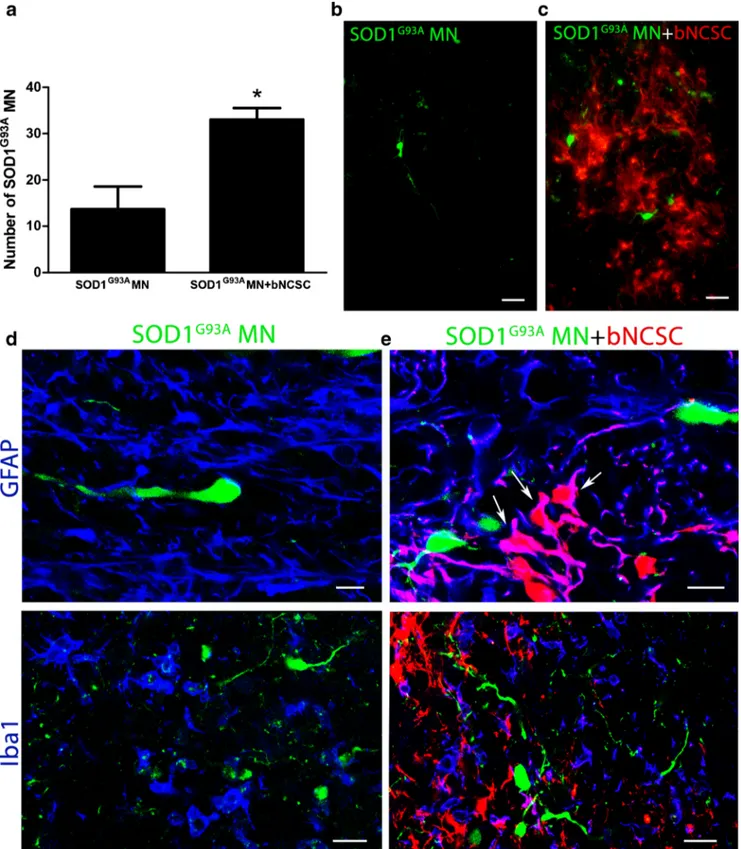 Fig. 5 Increased survival of SOD1 G93A MN after co-implantation with bNCSC to the spinal cord of mice