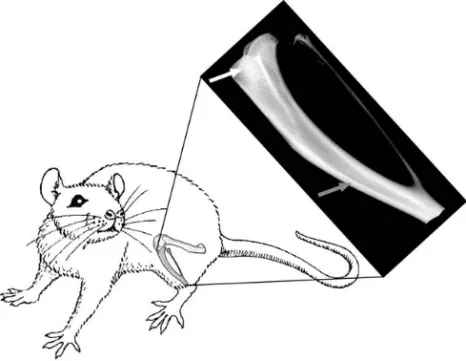 Figure  1:  Tibia and femur of the rat hind  limb with a tibial x-ray image. Cancellous bone in the  metaphysis (white arrow) has distinctly different morphology compared to the cortical bone of the  diaphysis (grey arrow)