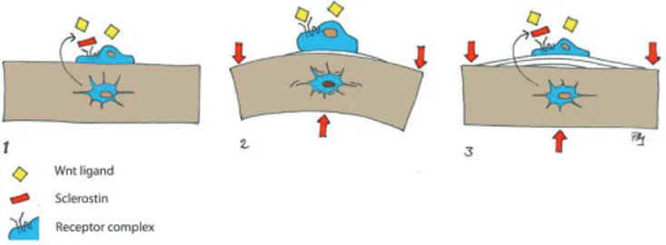 Figure 2. Wnt signaling in mechanotransduction: 1. The Wnt inhibitor  sclerostin is secreted from osteocytes and blocks stimulation of lining  cells