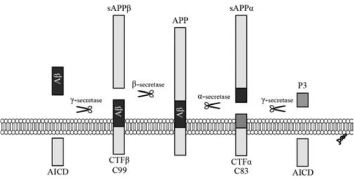 Figure  1.  APP  can  be  cleaved  by  α -secretase  or  β -secretase  followed  by  γ -secretse