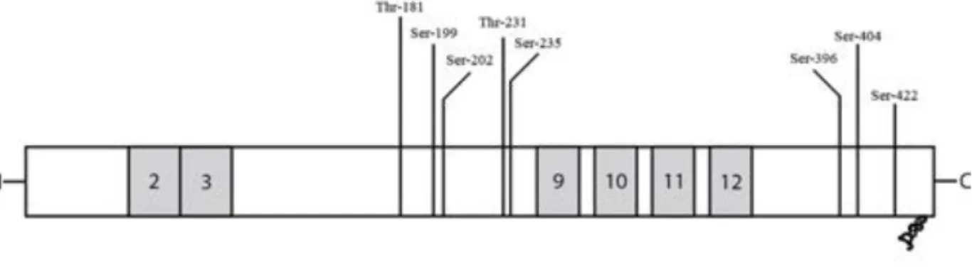 Figure 3. Tau protein can be alternatively spliced N-terminally resulting in exclusion of  both  exon  2  and  3,  inclusion  of  exon  2  or  inclusion  of  both  exon  2  and  3  (0,  1  or  2N)