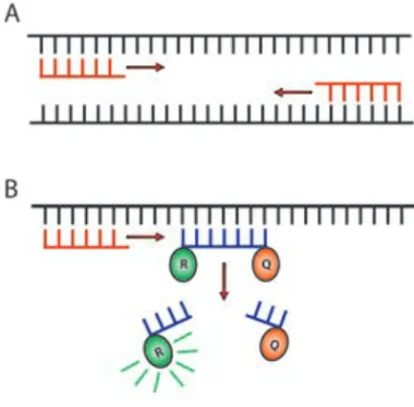 Figure  6.  A.  RT-PCR  Primers  recognising  a  cDNA  sequence  of  interest resulting in amplification  by  the  PCR  reaction