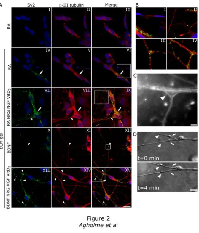Figure 2. Expression of synapse specific protein Sv2, as well as presence of synaptic structures and functional  vesicle transport in differentiated extra cellular matrix (ECM) gel cultured SH-SY5Y cells