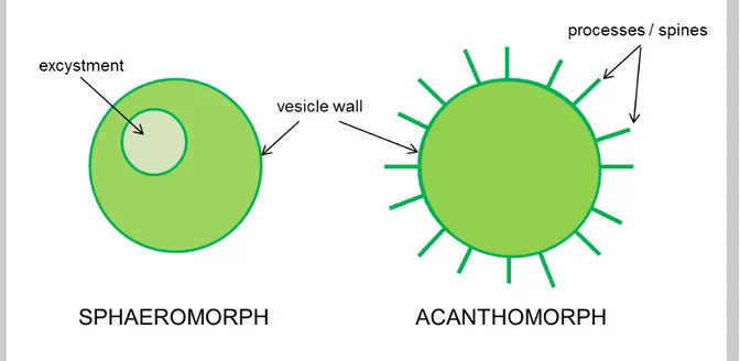 Figure 2 — Basic acritarch anatomy. These are the two most common morphotypes encountered  in the Precambrian fossil record