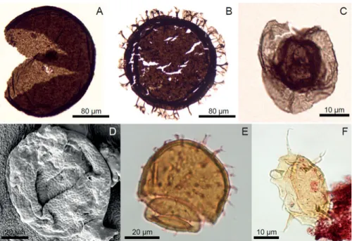 Figure 2. Some representative morphologies of Proterozoic and early Phanerozoic  organic-walled microfossils (OWM)