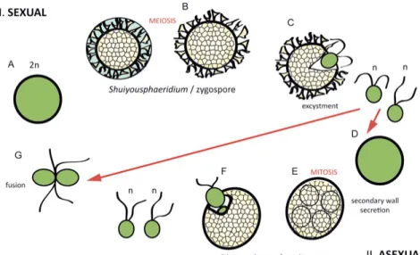 Figure 3: Life cycle model for Dictyosphaera-Shuiyousphaeridium. A, Zygote, start  of the sexual reproduction