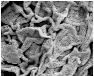 Figure 6: SEM micrograph of the unique wall structure of the Cambrian microfossil  Reticella corrugata