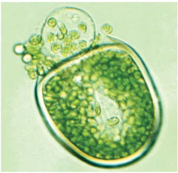 Figure 8. Reproductive cyst of the extant green alga Acetabularia acetabulum  (Dasycladales)