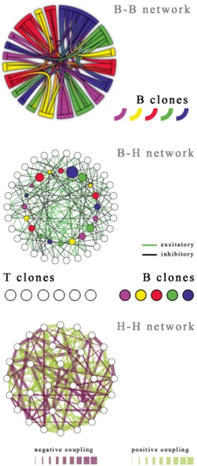 FIG. 1: Schematic representation of the immune networks considered here, where we fixed N H = 30 and N B = 20