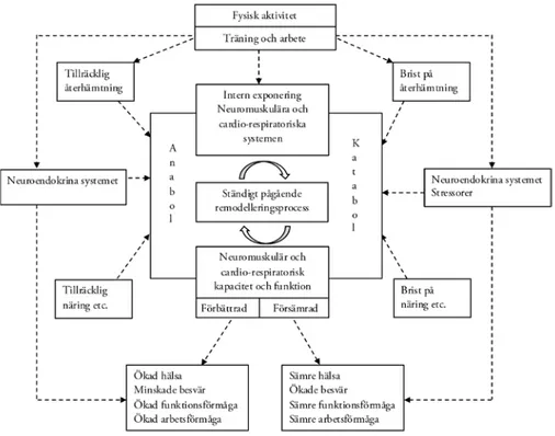 Figur 1. Teoretisk modell över samband mellan fysisk aktivitet, träning, arbete och belastnings­