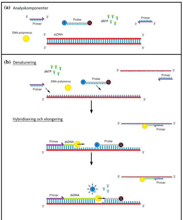 Figur  1. Schematisk bild över analyskomponenter (a) samt amplifieringsprocessen för DNA   inkluderande  denaturering, hybridisering samt elongering  (b)