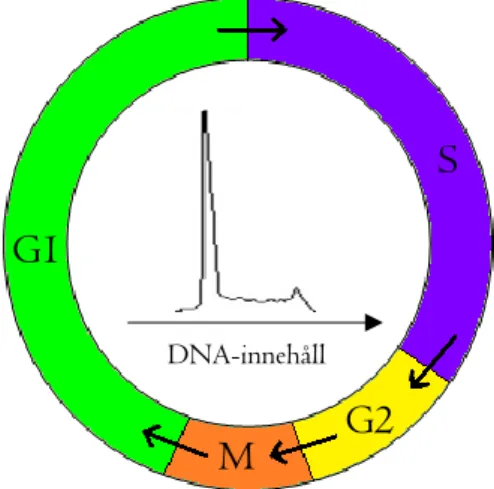 Figur  5.  Faser  i  cellcykeln  som  representerar  de  peakar  i  histogrammet  som  erhålls  vid  resultattolkning av en analys för DNA ploidi