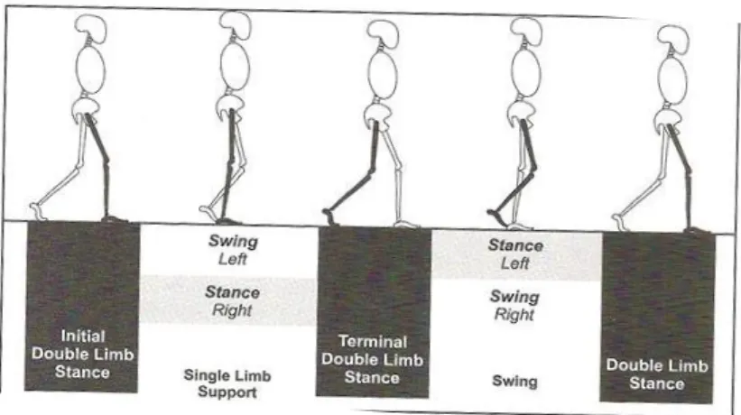 Figur 2. anger när under GC individen  upplever double limb stance (DLS) samt  single limb support (SLS) (Perry &amp; 