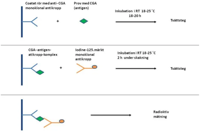 Figur  3.  Illustration  över  metodprincipen  för  chromogranin  A  (CGA)  med  immunoradiometric  assay  (IRMA)  upprättad  efter  metodprincip  beskriven  från  Cisbio  (39)