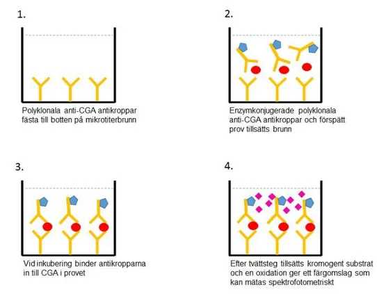 Figur  4.    Illustration  av  Enzymed  linked  immunosorbent  assay  (ELISA)  metodprincip  för  analys  av  Chromogranina A, modifierad från produktblad för chromogranin A ELISA kit från DAKO (45)