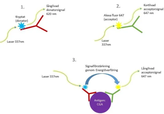 Figur  5.  Illustration  av  metodprincipen  för  KRYPTOR  BRAHMS  automated  immunofluorescent  assay  med  Time resolved amplified cryptate emission (TRACE) för BRAHMS CGA II KRYPTOR modifierad från Thermo  scientific informationsbroschyr för analysinstr