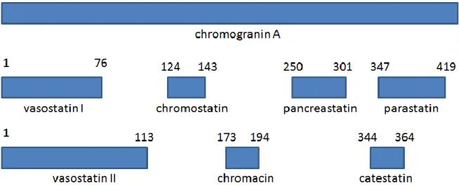 Figur  1.  Exempel  på  biologiska  peptidderivat  av  human  chromogranin  A-  molekyl  med  respektive  fragmentsekvens