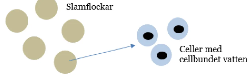 Figur 6 Slamflockar som polymer bilder med celler och cellbundet vatten 