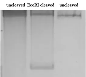 Figure 4. Gel electrophoretic analysis of three MAP1B MH3   samples that underwent cloning reaction and then were  
