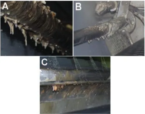 Figure 1. Photographs of biofilms that have grown on surfaces in the splash areas of  the wet-end part of a paper machine (A-C) [8]