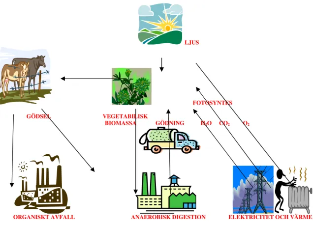 Figur 1. Biogas-cykel           LJUS                                                                      FOTOSYNTES                       GÖDSEL                                   VEGETABILISK           BIOMASSA             GÖDNING           H 2 O     CO 2