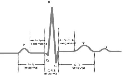 Figure 9. Phases of the heart pulse.(source: http://zone.ni.com )
