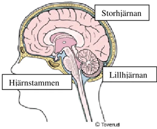 Figur 1. Hjärnans uppbyggnad (Sjukvårdsrådgivningen, 2007). 