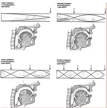 Figure 1: Shows the positions of the four first formants in the vocal tract [24].