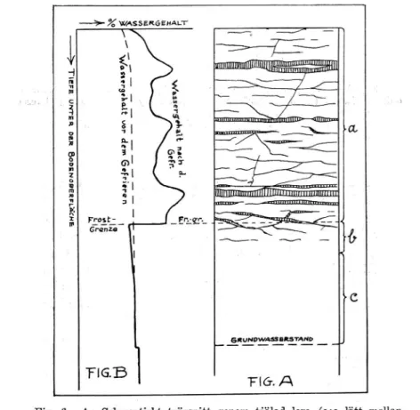 Fig.  6.  A:  Schematiskt  tvärsnitt  genom  tjälad  lem  (c:a  lätt  mellan-  lera),  på  fuktigt  belägen  plats