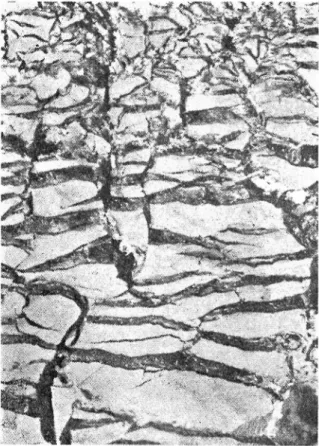 Fig.  3.  Israndning  i  genom  jordskred  blottad  och  för  första  gången  tjälad  såplera
