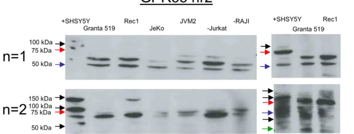 Figure 9. GPR55 expression in MCL cell lines. SHSY5Y cell line was used as positive  control for GPR55