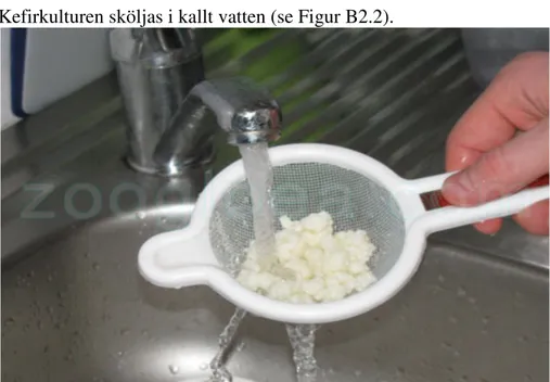 Figur B2.2. Skölja kefirkulturen. 