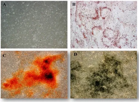 Figure 3. A) Primary culture day 6 of ucMSC derived from arteries cultured in MEMα showing distinct spindle- spindle-shaped fibroblastic morphology