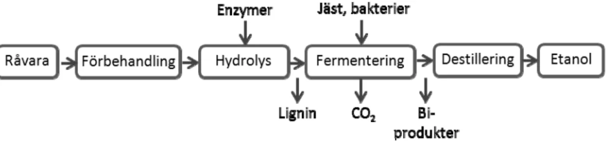 Figur 4  Generell beskrivning av biokemisk konversion av cellulosa. 