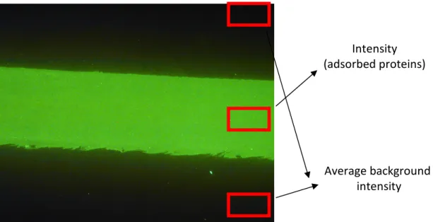 Figure 9. Fluorescence image of PDMS sheet. A strong fluorescence signal was observed in  the flow cell area after exposure to 1 mg/ml FITC-IgG