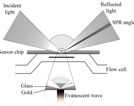 Figure 1. The principle of surface plasmon resonance (SPR) detection. One interaction  partner is immobilized on the lower surface of the sensor chip to the dextran matrix attached  to the gold layer