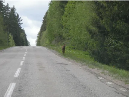 Figur 1. Landsbygdsväg med uppenbar viltfara (Foto: Karin Edvardsson). 