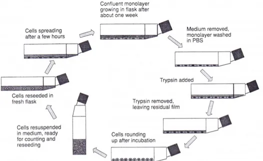 Figure 3. The different steps in the subculture of adherent cells [C]. 