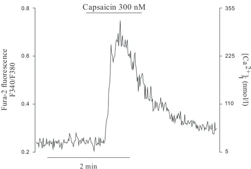 Figure 9. Capsaicin induced an increase in [Ca 2+ ] i  in S5 cells.