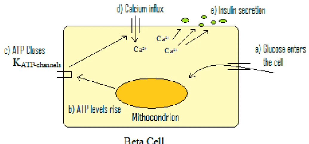 Figure 1: Molecular mechanisms involved in glucose-induced increase of insulin secretion from β cells