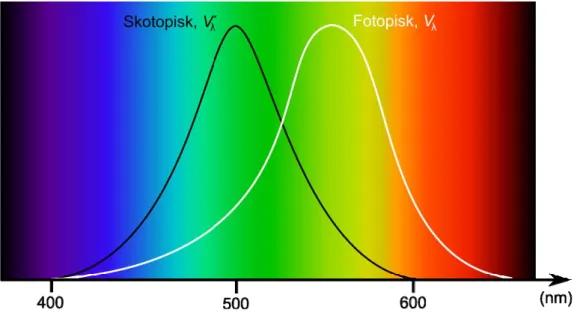 Figur 1  Ögats känslighetsfunktion i skotopiska (mörker), V λ ′ , respektive fotopiska  (dagsljus), V λ , förhållanden