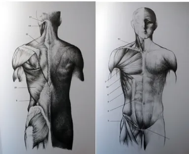 Fig 10 och 11, skisser fokuserade på muskler av Barcsay 